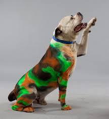 what paint is safe for dogs